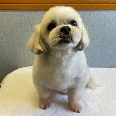 シーズ　オス　9歳　去勢済み