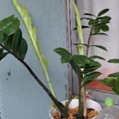 ザミオクルカス🌿‬金銭樹