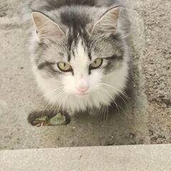 猫の里親募集