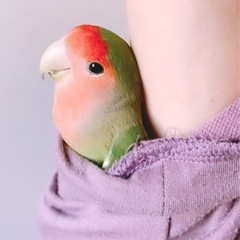 ノーマルコザクラインコです