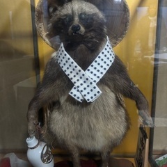 狸の剥製【多少の値段交渉ならのります】