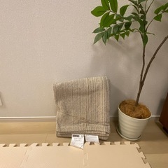 カーペット
