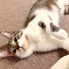 【徳島県】【兵庫県】人が大好きです♪お膝から動かないひめちゃん。...