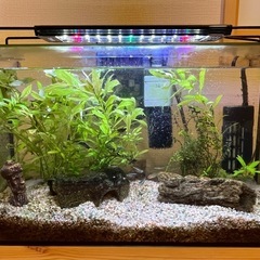 熱帯魚 水槽セットでもらっていただける方探しています
