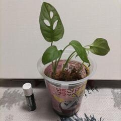 (ホゲータ カップ)(観葉植物)マドカズラㅤ水苔