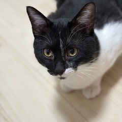 飼育放棄された子達を保護しました　黒白男の子
