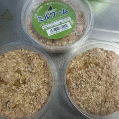 ミルワーム (購入１ヶ月以内)