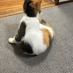 三毛猫ちゃん♡【里親様決定】 - 津市
