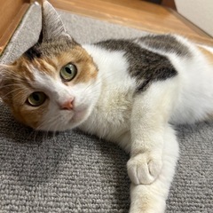 三毛猫ちゃん♡【里親様決定】 - 猫