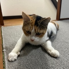 三毛猫ちゃん♡【里親様決定】 − 三重県