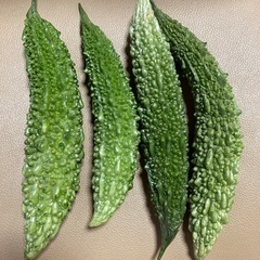 無農薬ゴーヤ4本