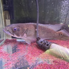  パイクシクリッド　熱帯魚　肉食魚
 