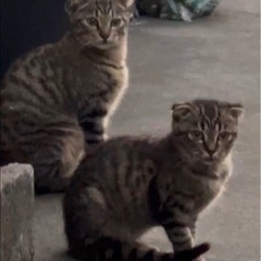 タレ耳が可愛いギジトラちゃん