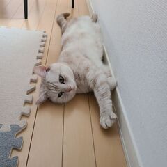 里親募集