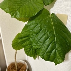 ウンベラータ