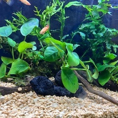 アクアリウム  水槽セットの画像
