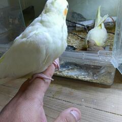 オカメインコ　ベタ慣れ - 春日部市