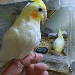 オカメインコ　ベタ慣れ