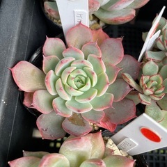 自宅販売してます　多肉植物