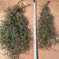 ウスネオイデス　2つまとめて　観葉植物