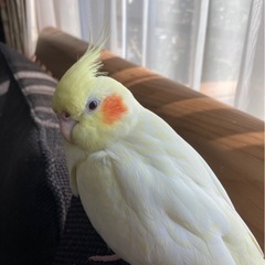 オカメインコ迷子