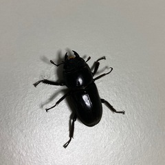 スラウェシオオヒラタ♀単新成虫
