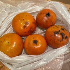 実家の庭でできた柿