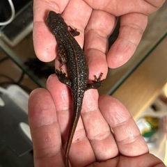 アカハライモリの画像