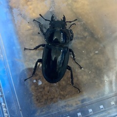 シェンクリングオオクワガタの画像