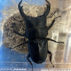 シェンクリングオオクワガタの画像