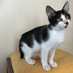 元気なハチ割れハチ君