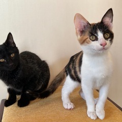 おっとり三毛猫の蜜ちゃん