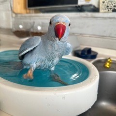 迷子の青いインコを探しています。