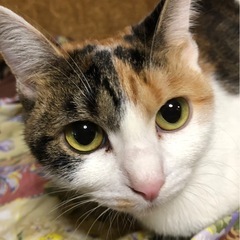 （決まりました）三毛さくらメス3歳