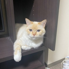 里親探し