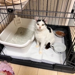 白黒女の子🥰半年ワンチャンや猫ちゃんとも仲良くできます − 熊本県