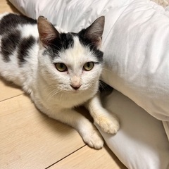 白黒女の子🥰半年ワンチャンや猫ちゃんとも仲良くできます - 里親募集