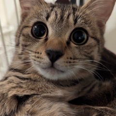4ヶ月のキジトラ兄妹（動画あり）