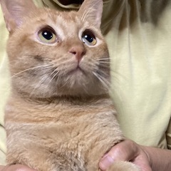 （決まりました）茶トラむぎくんオス3歳 − 滋賀県