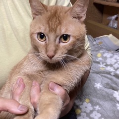 （決まりました）茶トラむぎくんオス3歳 - 猫