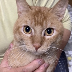 （決まりました）茶トラむぎくんオス3歳