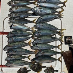 釣り情報 − 和歌山県