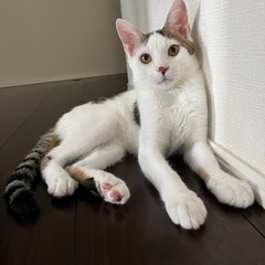 【里親様決定!!】眠り猫似！生後半年 男の子