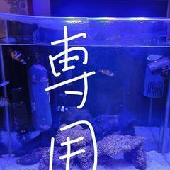 Lサイズウミキノコ ヨスジリュウキュウスズメダイ ヒトデ ハゼのセット