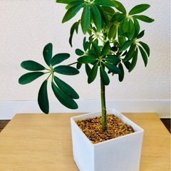 シェフレラ　カポック　観葉植物　鉢無し200円