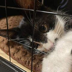 シロクロの美人さん