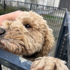 新しい家族が出来ました