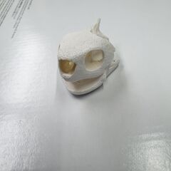 インテリア　理科　観察　イシガメの画像