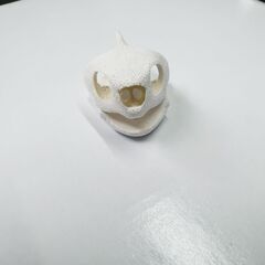インテリア　理科　観察　イシガメの画像