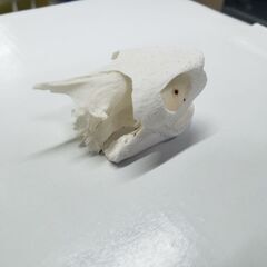 インテリア　理科　観察　イシガメの画像